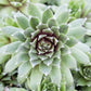 Jade Rose Hen & Chicks