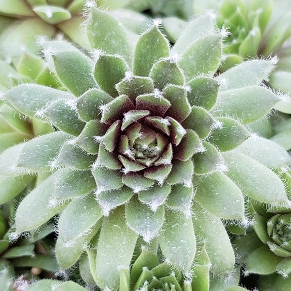 Jade Rose Hen & Chicks