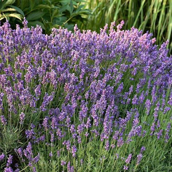 Fragrant English Purple -