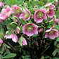 Lenten Rose