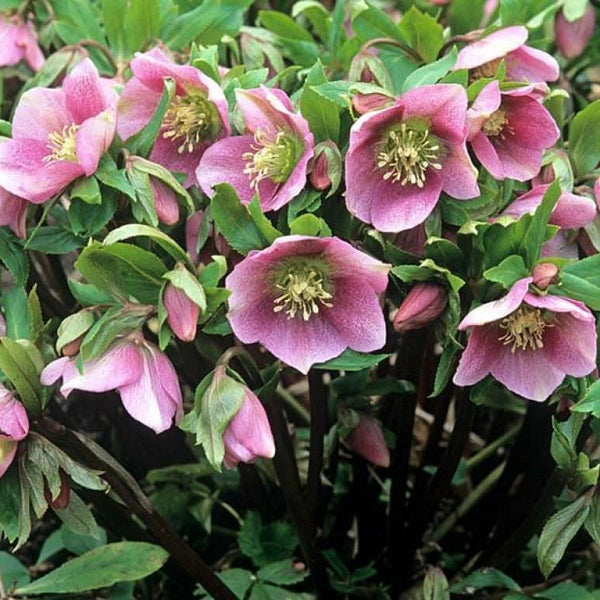 Lenten Rose