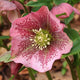 Lenten Rose