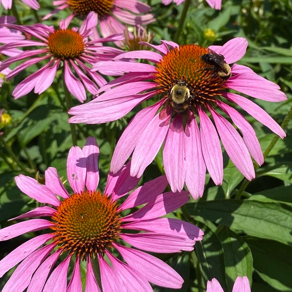 Magnus Coneflower