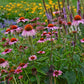 Colorful Coneflower