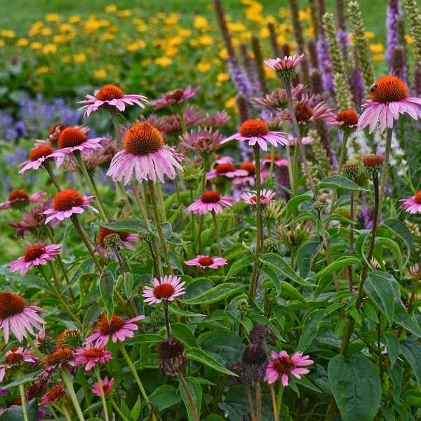 Colorful Coneflower