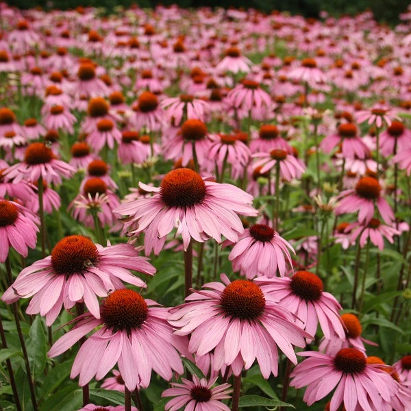 Magnus Coneflower