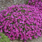 Majestic Magenta Hybrid Spring Phlox