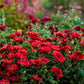 Maroon Pride Chrysanthemum