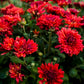 Maroon Pride Chrysanthemum