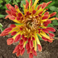 Matchstick Chrysanthemum