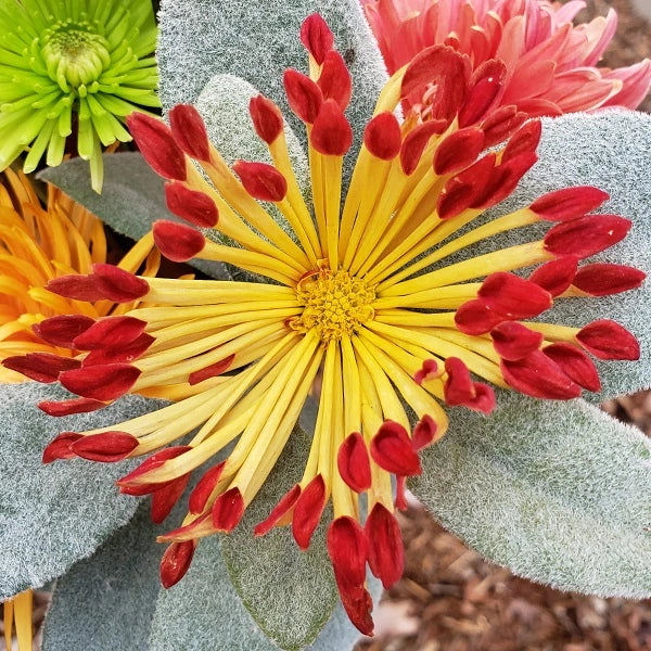 Matchstick Chrysanthemum