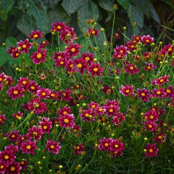 Mercury Rising Coreopsis