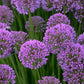 Millenium Ornamental Onion