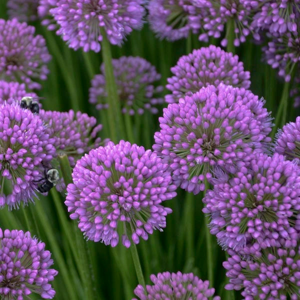 Millenium Ornamental Onion