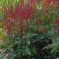 Montgomery Astilbe