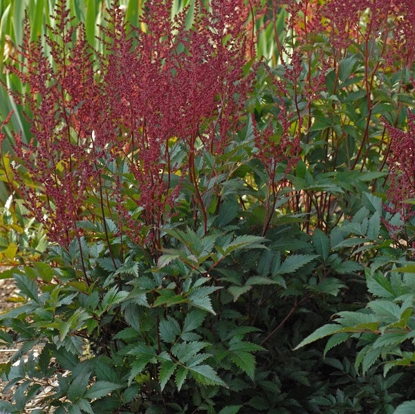 Montgomery Astilbe