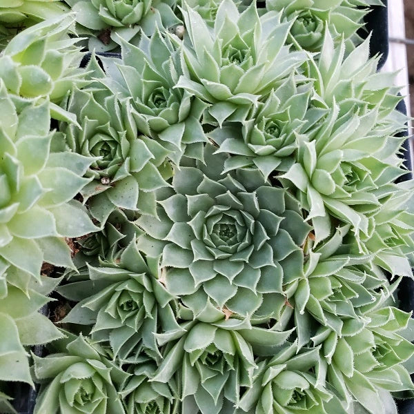 Mrs. Giuseppe Hen & Chicks Succulent