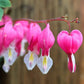 Old Fashion Bleeding Heart