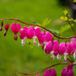 Old Fashion Bleeding Heart