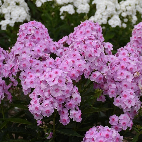 Opalescence Tall Garden Phlox