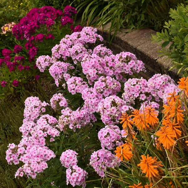 Opalescence Tall Garden Phlox