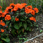 Orange Gnome Maltese Cross