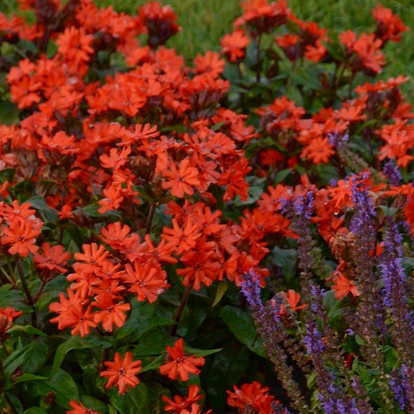 Orange Gnome Maltese Cross