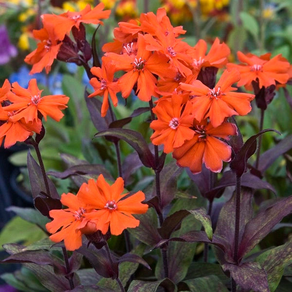 Orange Gnome Maltese Cross