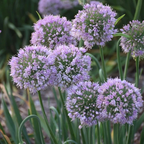 Bubble Bath Ornamental Onion