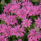 Pardon My Pink BeeBalm