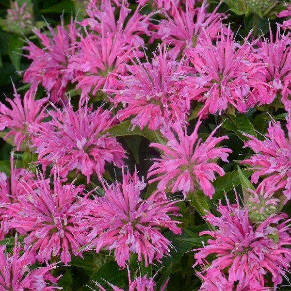 Pardon My Pink BeeBalm