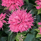 Pardon My Pink BeeBalm