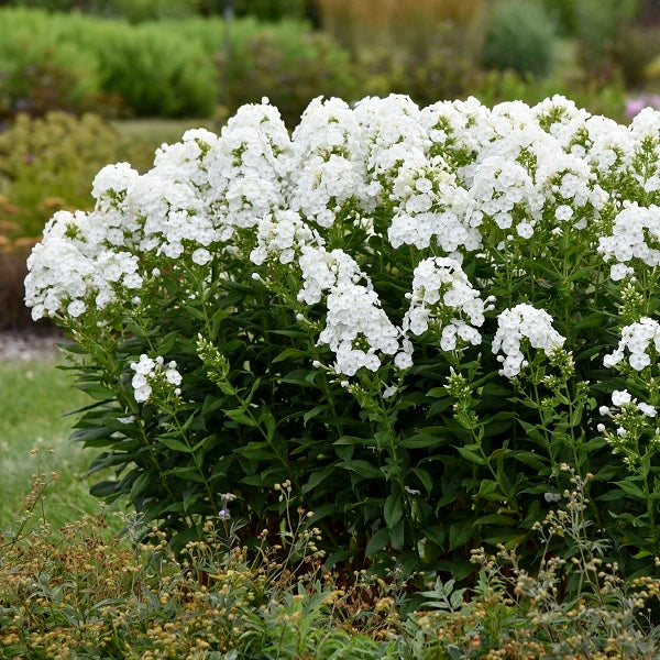 Backlight Tall Garden Phlox