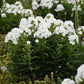 Backlight Tall Garden Phlox