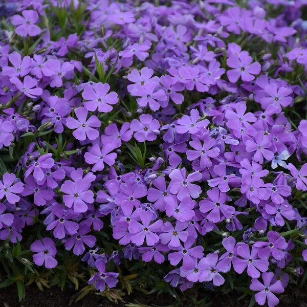 Crater Lake Hybrid Spring Phlox