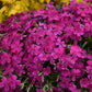 Majestic Magenta Hybrid Spring Phlox