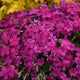 Majestic Magenta Hybrid Spring Phlox