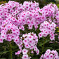 Opalescence Tall Garden Phlox