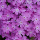 Rose Quartz Hybrid Creeping Phlox