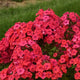 Sunset Coral Tall Garden Phlox