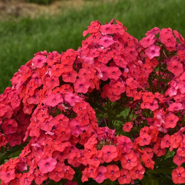 Tall Garden Phlox Collection