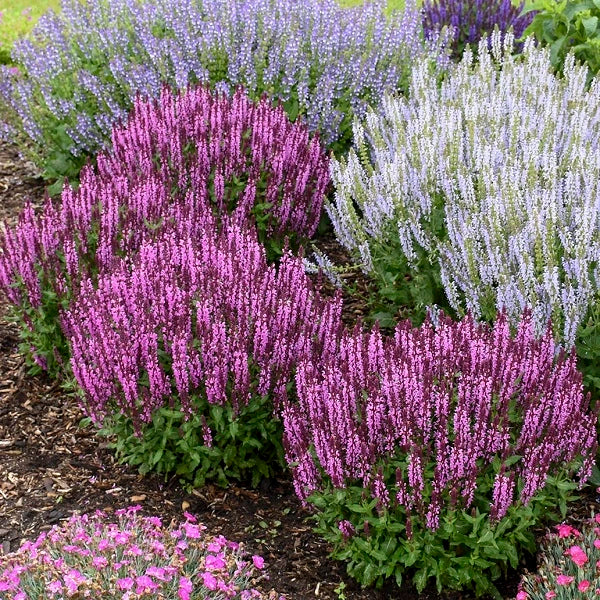 Pink Profusion Salvia