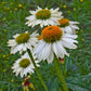 PowWow White Coneflower