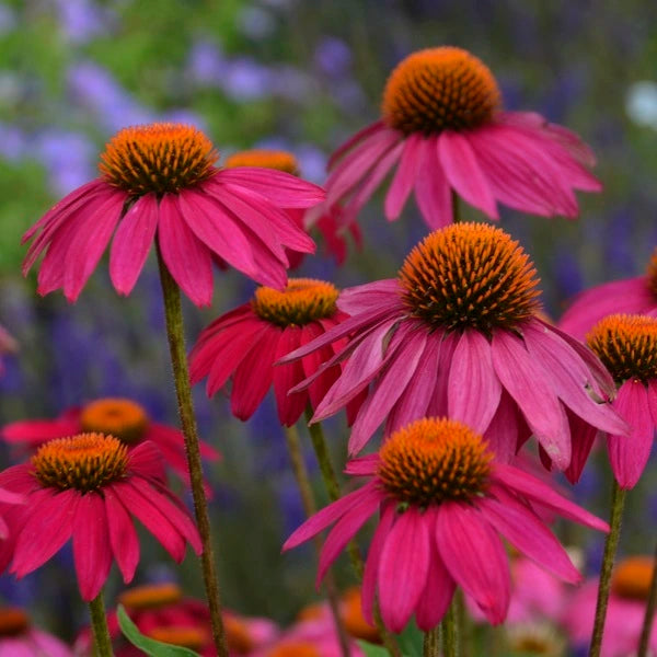 PowWow Wild Berry Coneflower