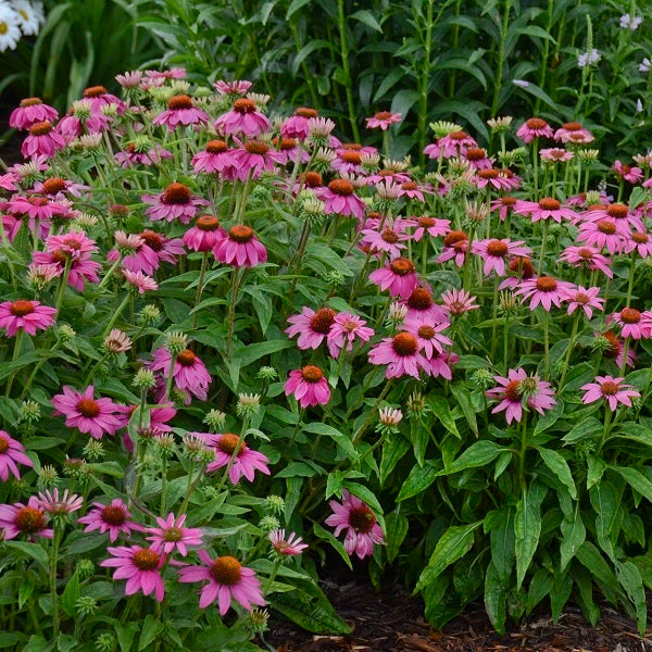 PowWow Wild Berry Coneflower