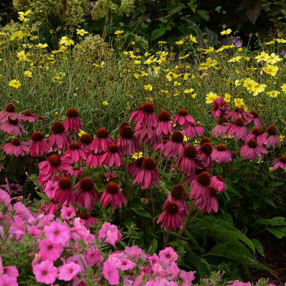 echinacea pow wow wild berry seeds PowWow Wild Berry Coneflower – Wild & Son