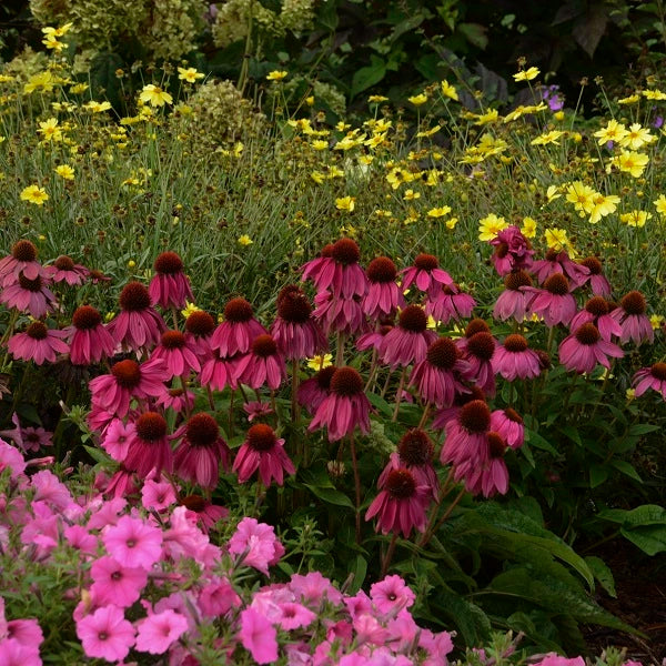 PowWow Wild Berry Coneflower