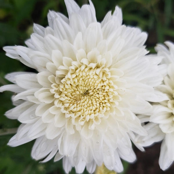 Powder River Chrysanthemum