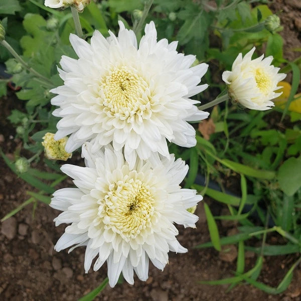 Powder River Chrysanthemum