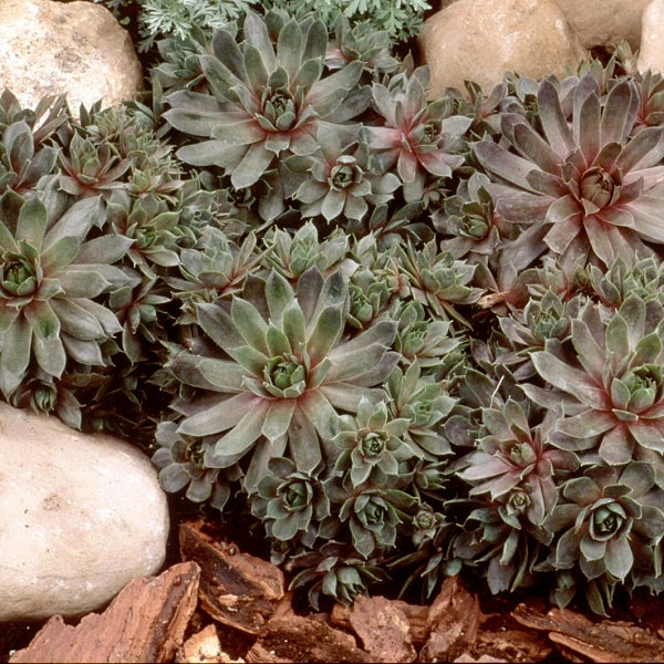 Purple Beauty Hen & Chicks